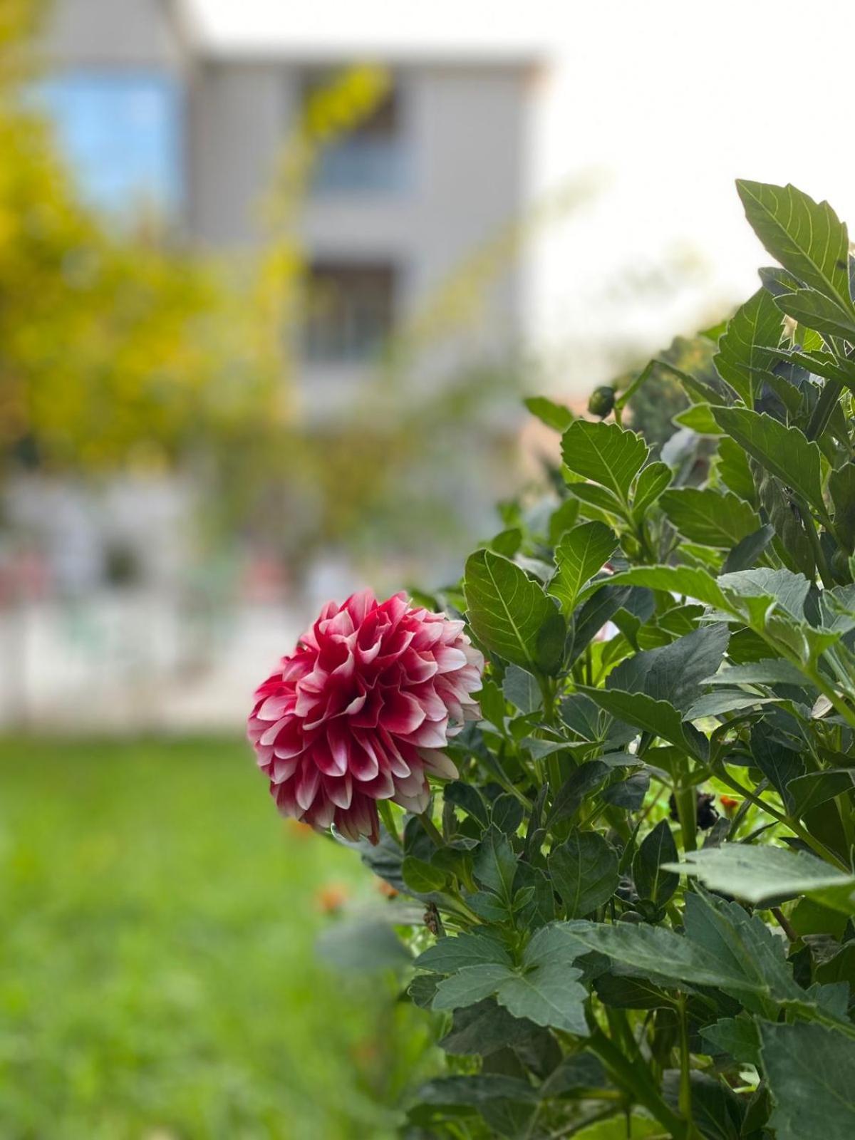 Park 1 * Tirana